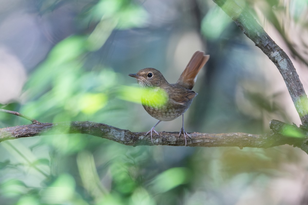 Rufous-tailed Robin - ML645840983