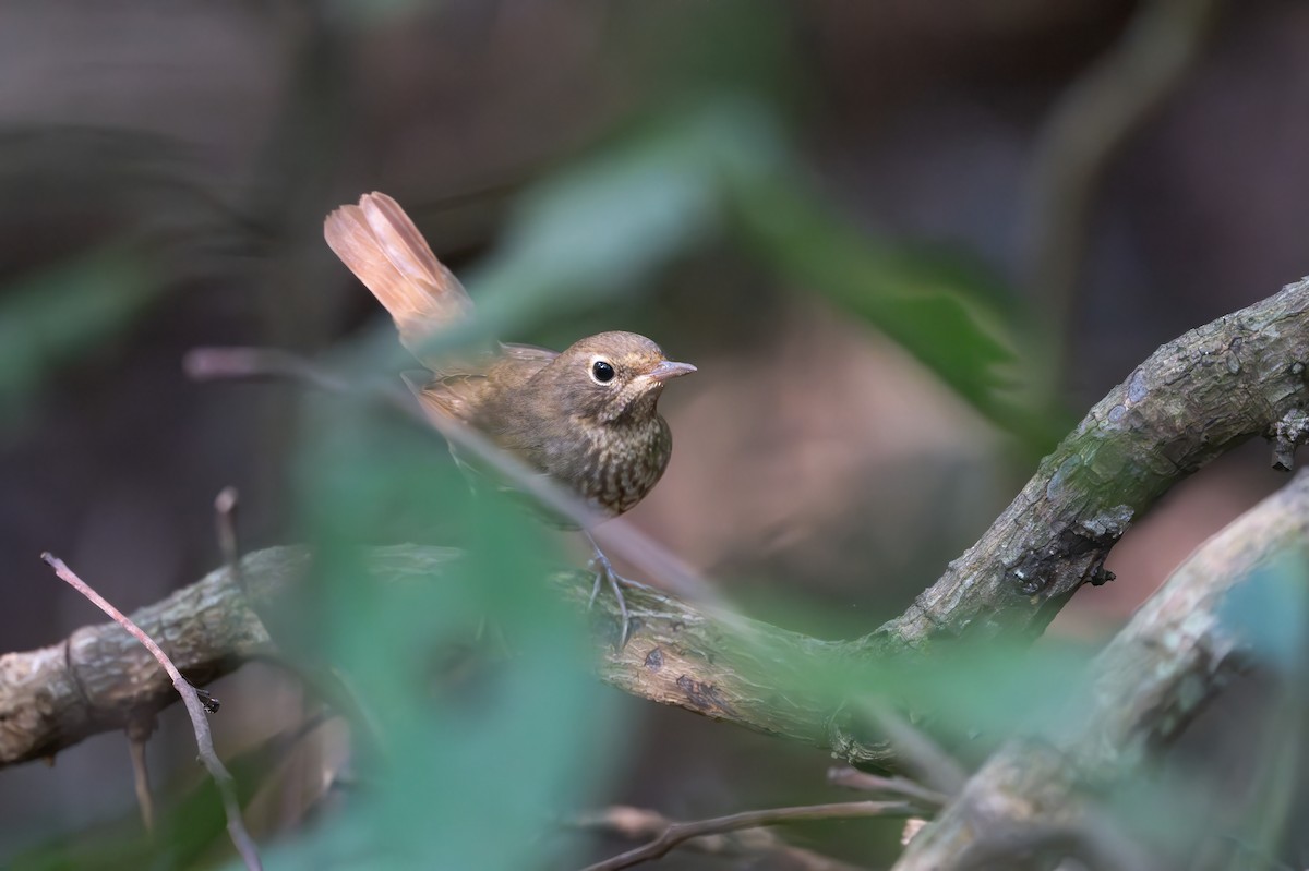 Rufous-tailed Robin - ML645840987