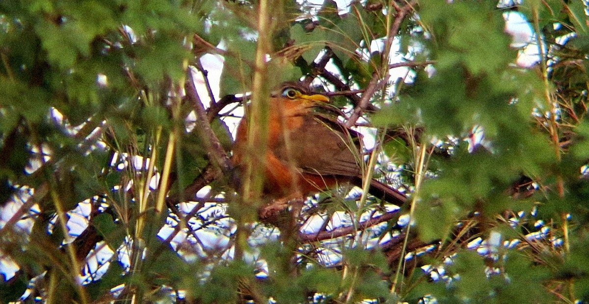 Lesser Ground-Cuckoo - ML645840988