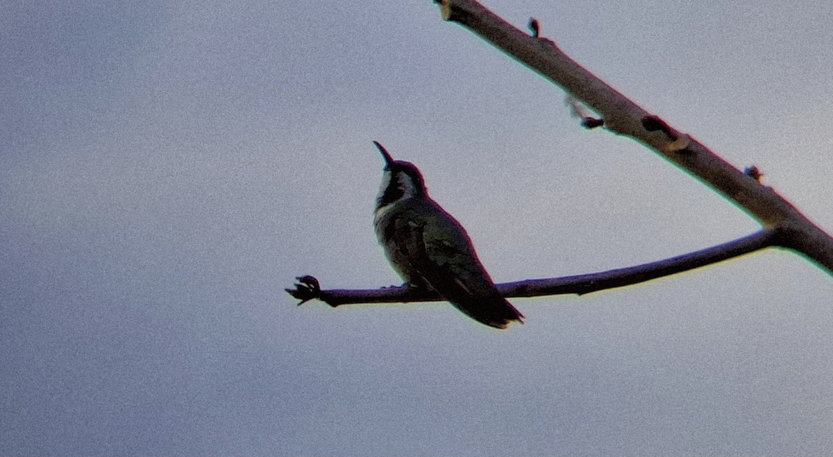 Green-breasted Mango - ML645840993