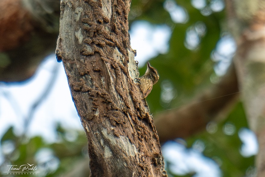 Slender-billed Xenops - ML645841000