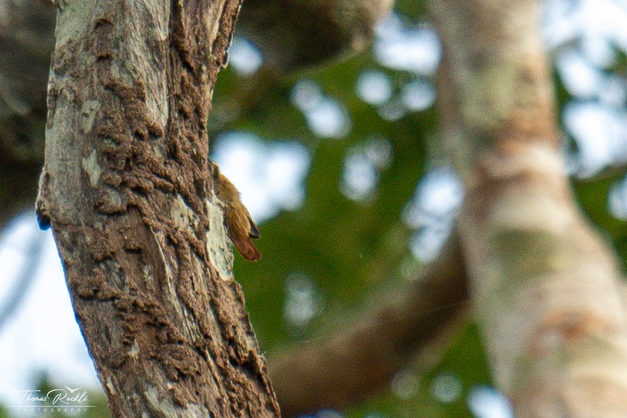 Slender-billed Xenops - ML645841001