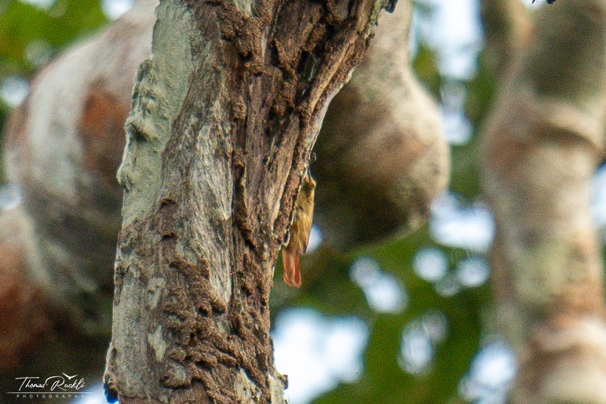 Slender-billed Xenops - ML645841002