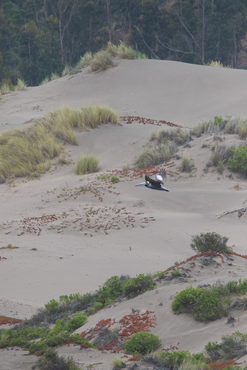 Peruvian Pelican - ML645841006