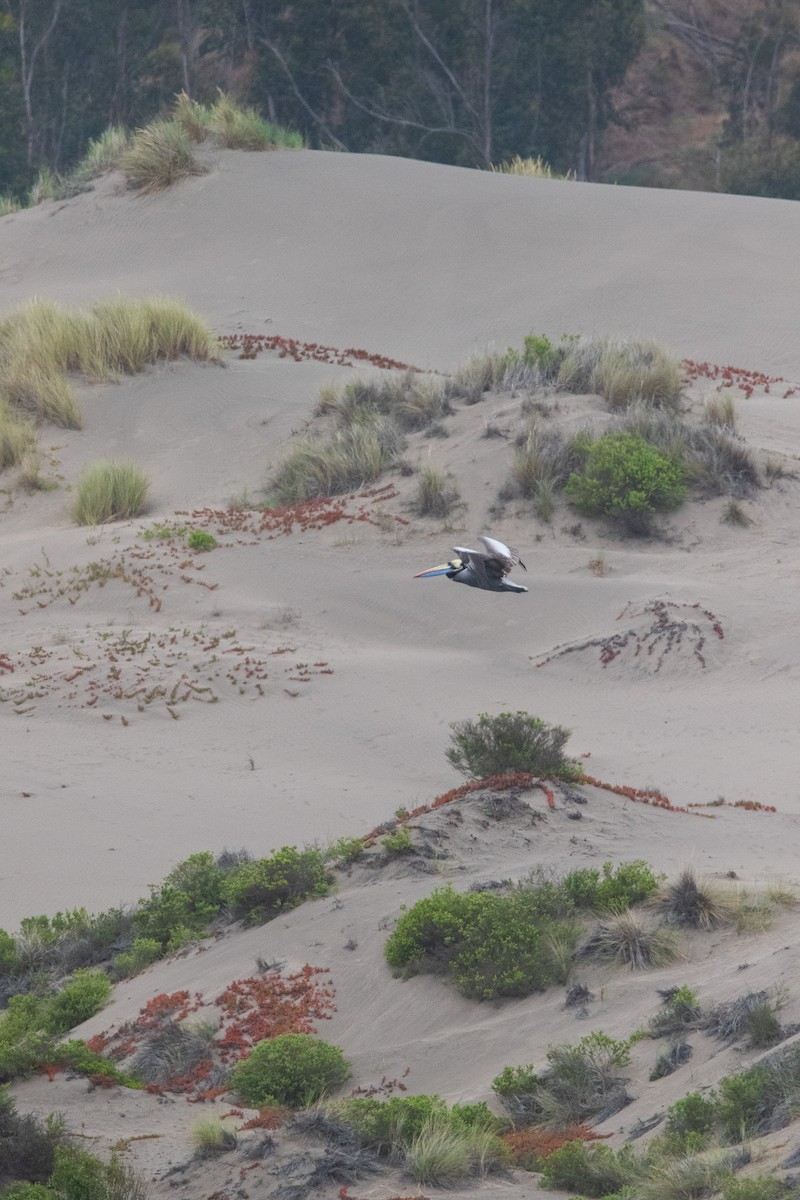 Peruvian Pelican - ML645841007