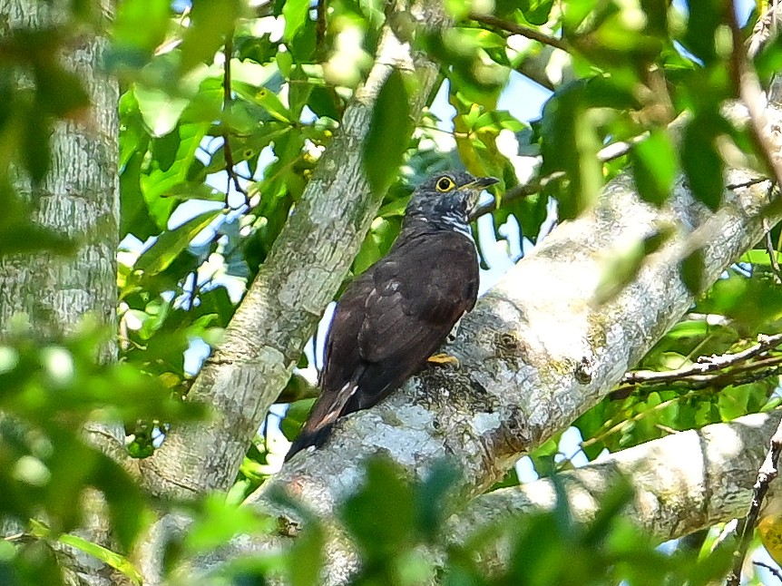 Sulawesi Cuckoo - ML645841020