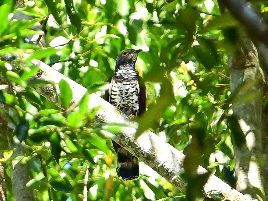 Sulawesi Cuckoo - ML645841021