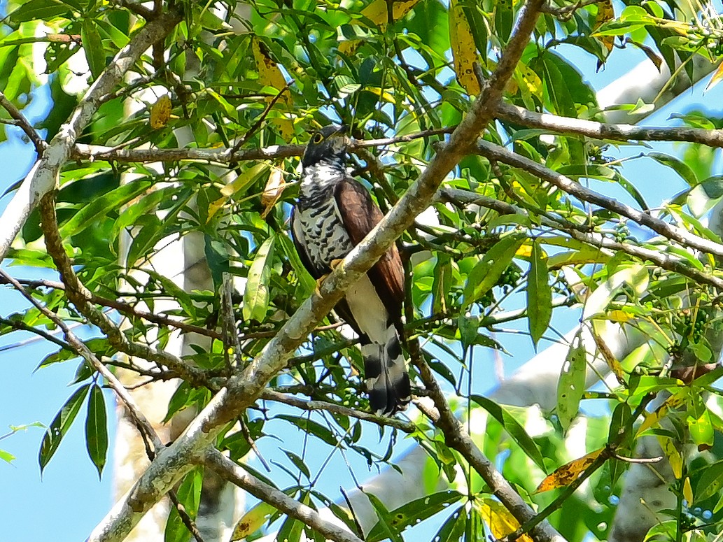 Sulawesi Cuckoo - ML645841022