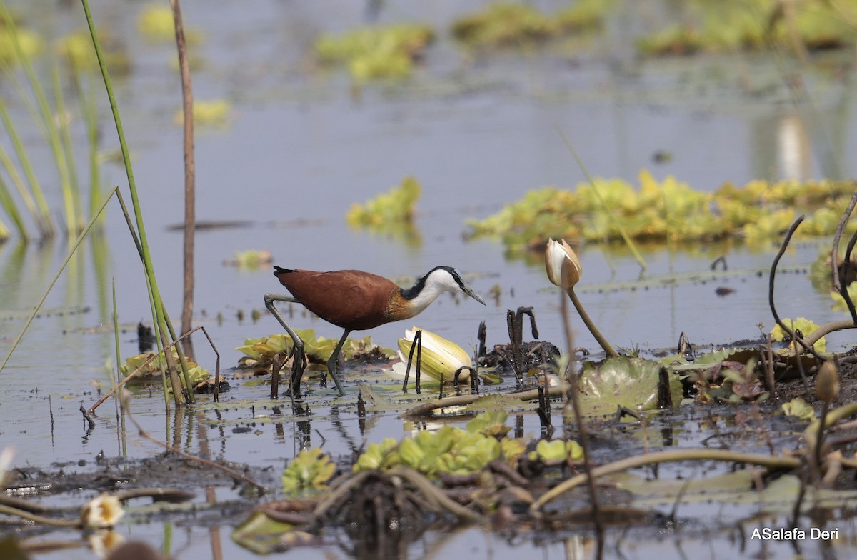 African Jacana - ML645841033