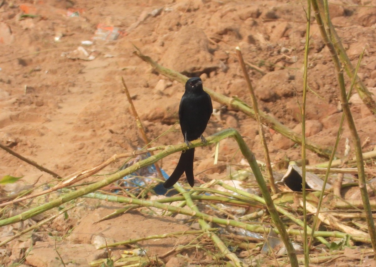 Black Drongo - ML645841035