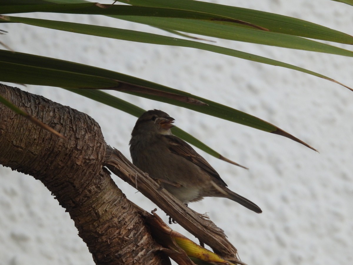 Gorrión Común - ML645841042