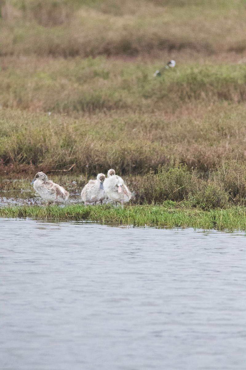 Coscoroba Swan - ML645841046