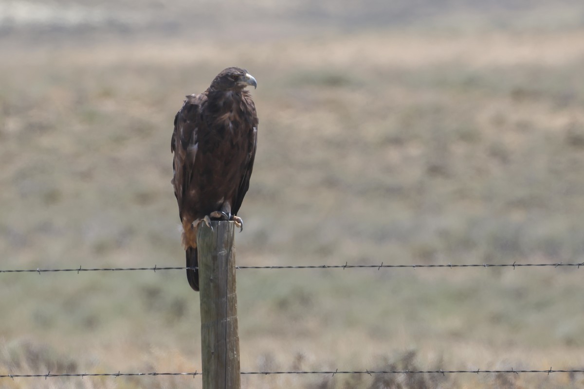 Aquila reale - ML645841052