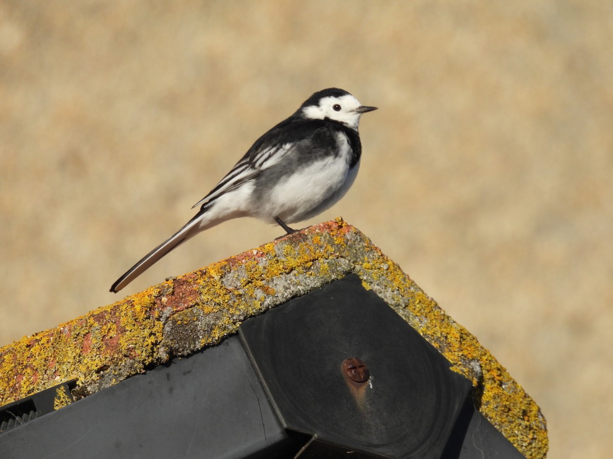 Bergeronnette grise (yarrellii) - ML645841057