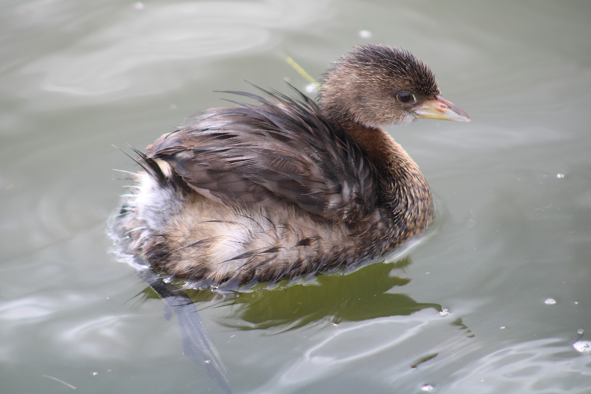 Pied-billed Grebe - ML645841061