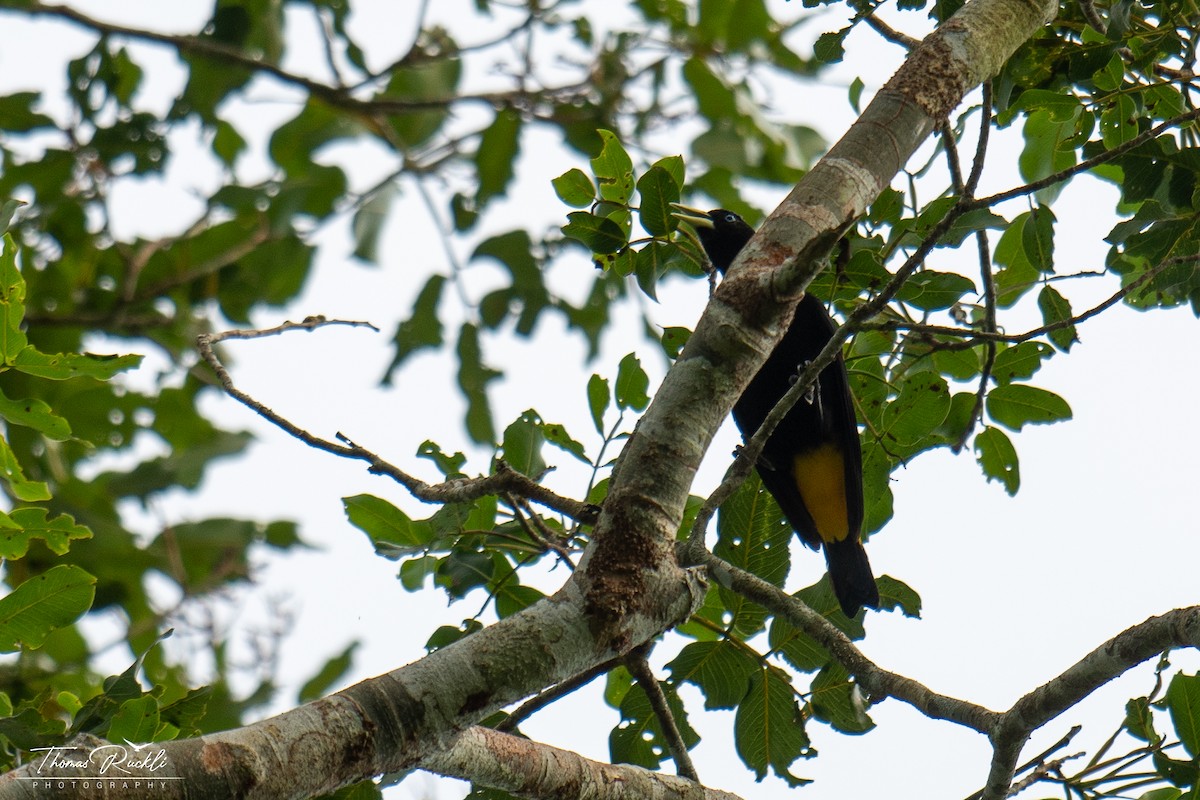 Yellow-rumped Cacique - ML645841062