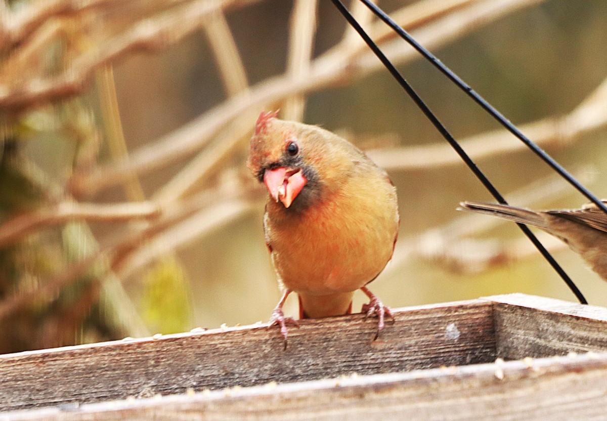 Kardinal arrunta - ML645841068