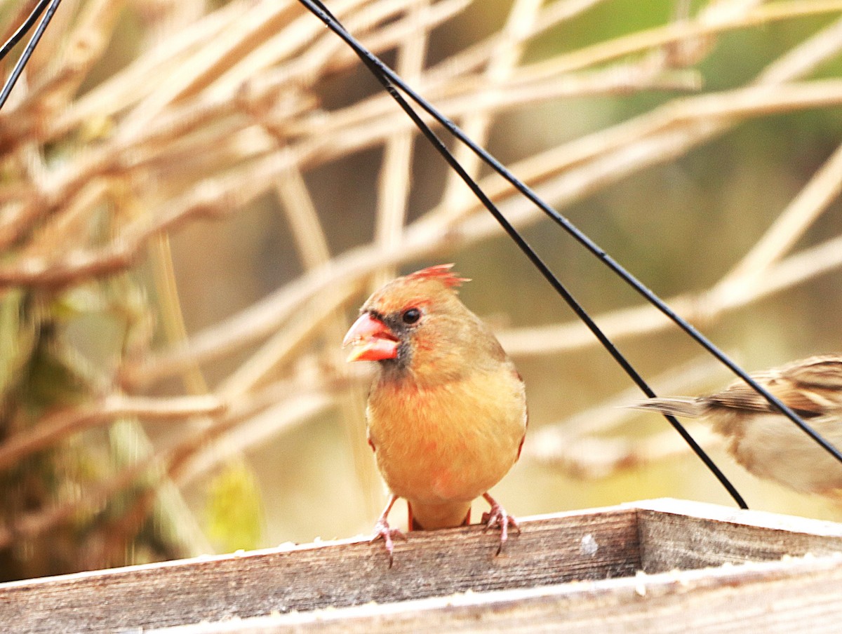 Kardinal arrunta - ML645841072