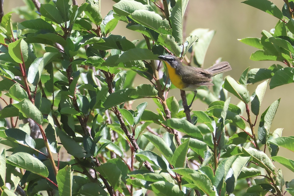 Yellow-breasted Chat - ML645841076