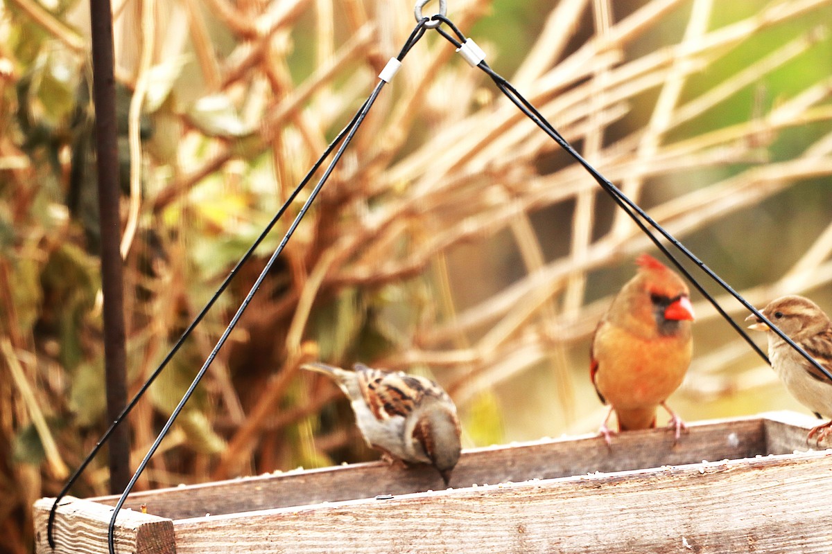 Kardinal arrunta - ML645841077