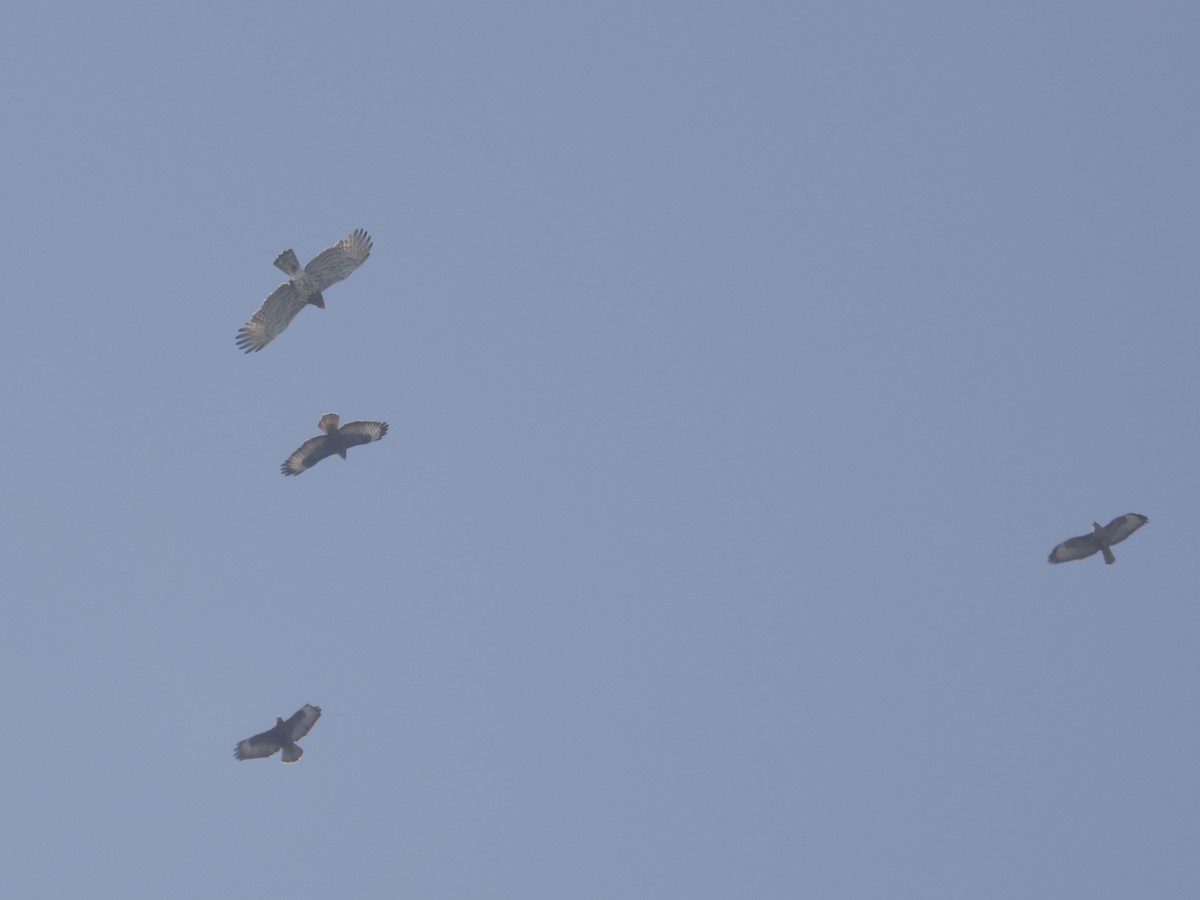 orlík krátkoprstý - ML645841078