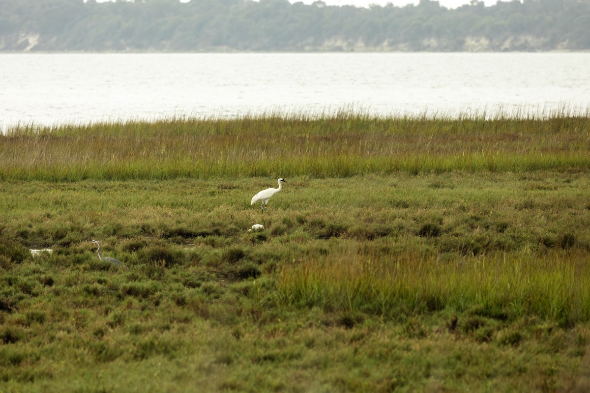 Whooping Crane - ML645841082