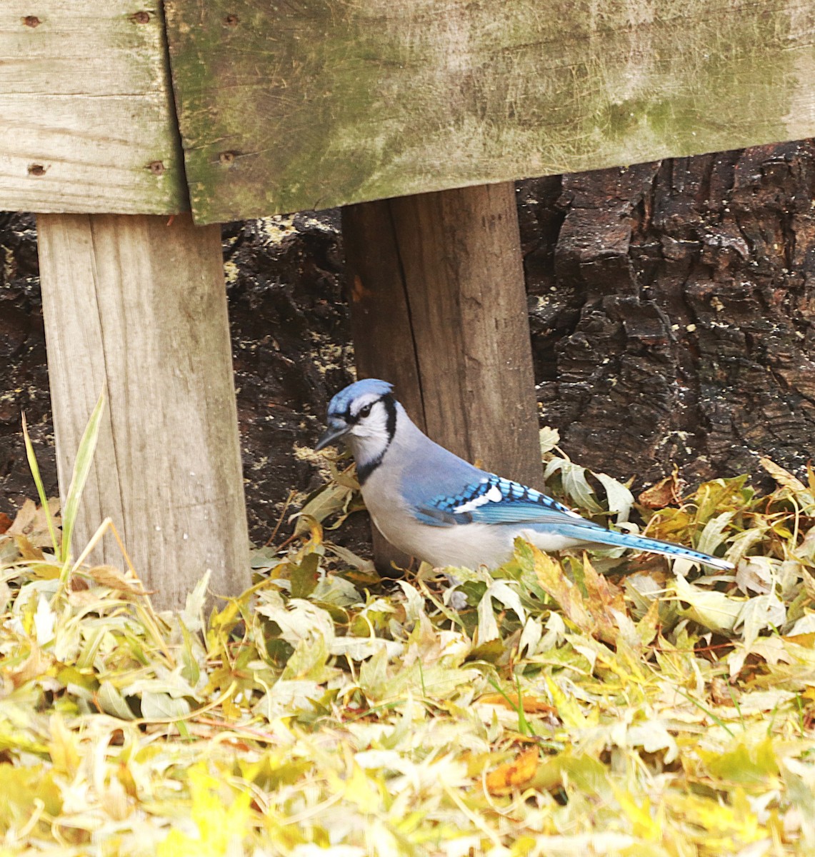 Blue Jay - ML645841091