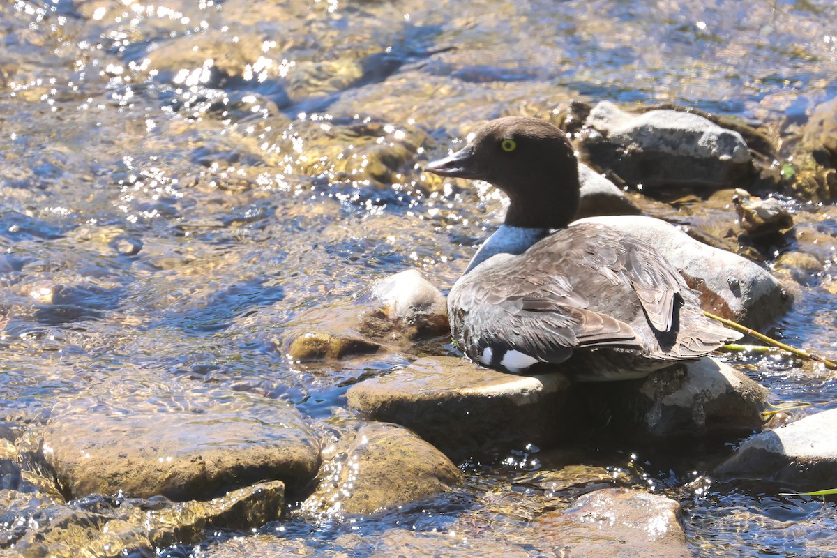 Barrow's Goldeneye - ML645841109