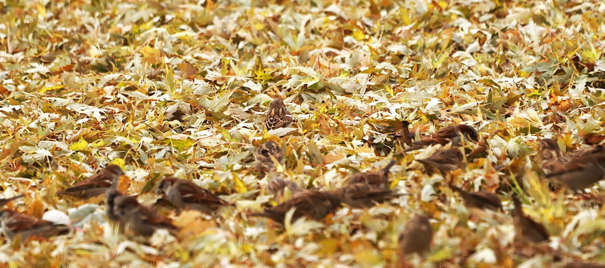 Gorrión Común - ML645841110