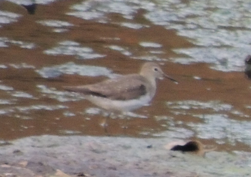 Solitary Sandpiper - ML645841115