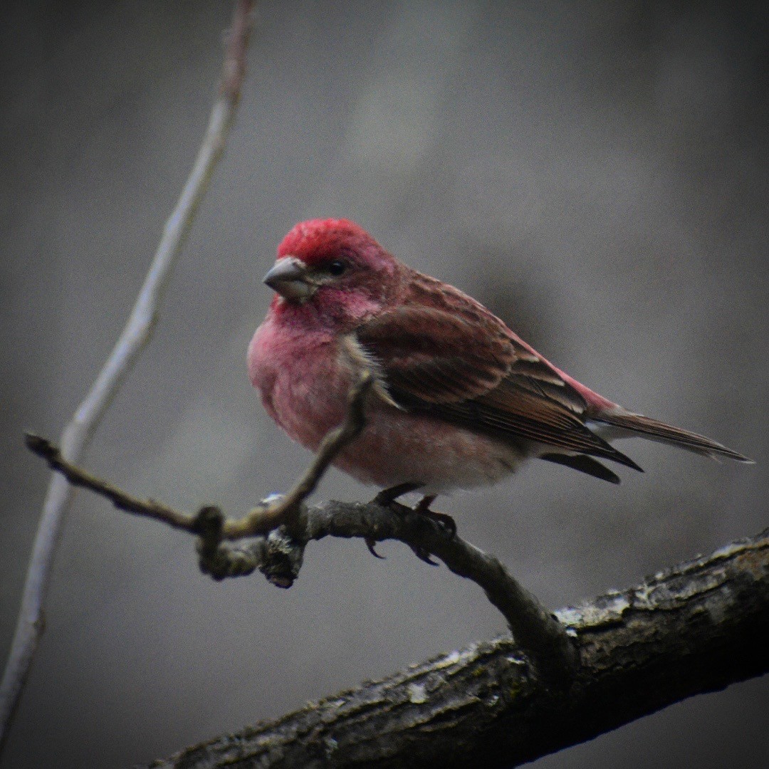 purpurfink - ML645841121