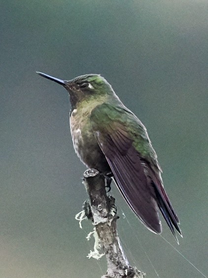 Tyrian Metaltail - ML645841124