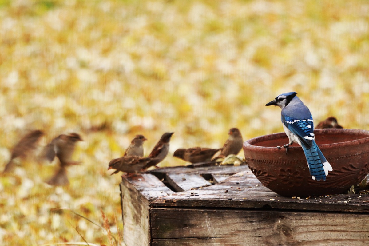 Blue Jay - ML645841129