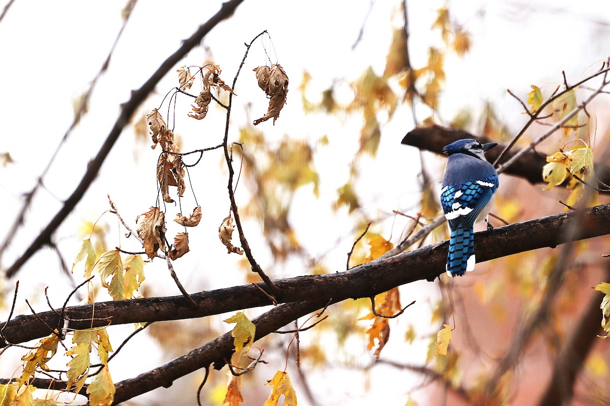 Blue Jay - ML645841130