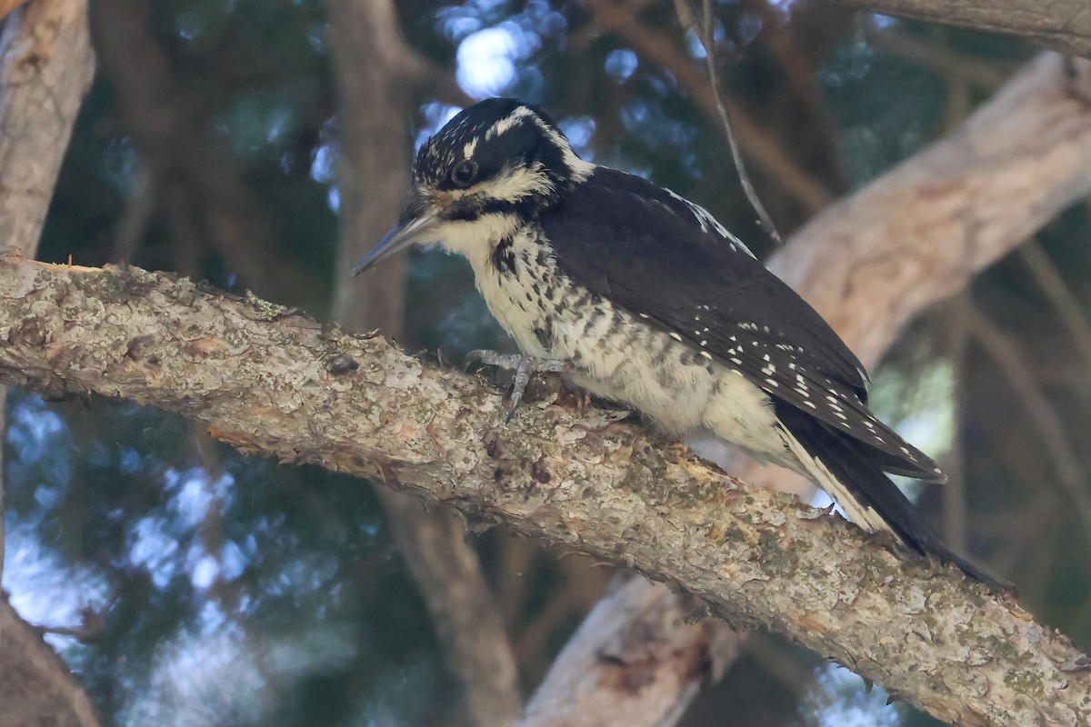 American Three-toed Woodpecker (Rocky Mts.) - ML645841131