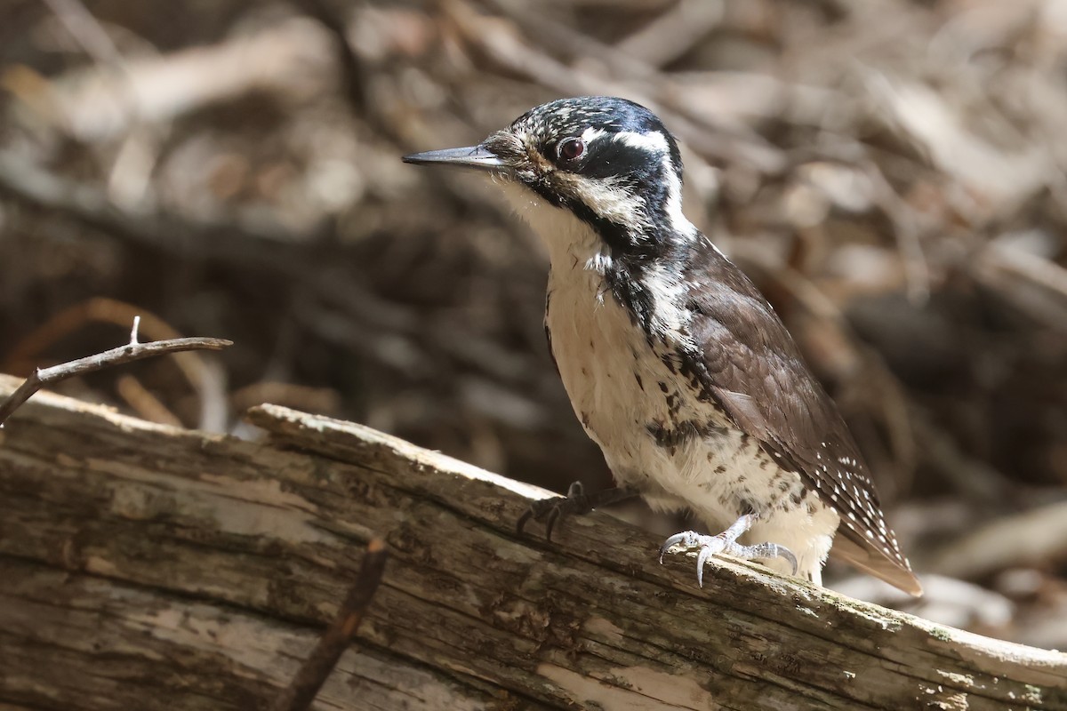 American Three-toed Woodpecker (Rocky Mts.) - ML645841132