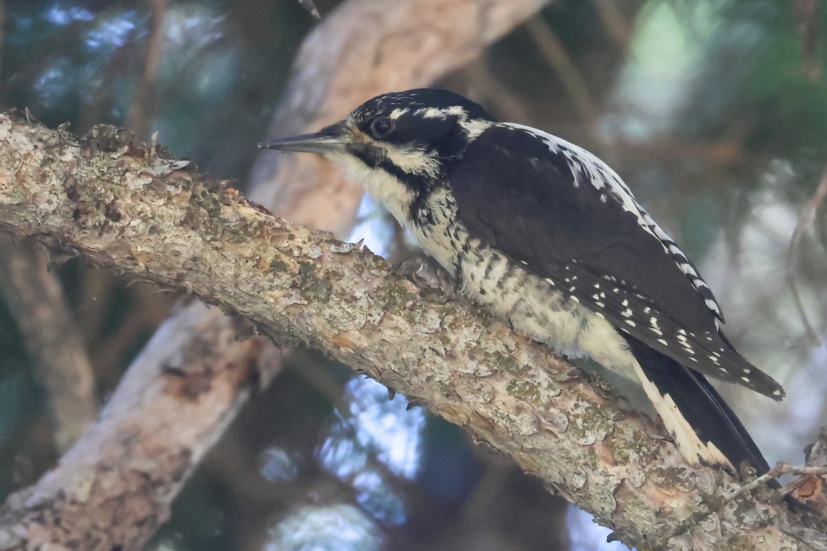 American Three-toed Woodpecker (Rocky Mts.) - ML645841133