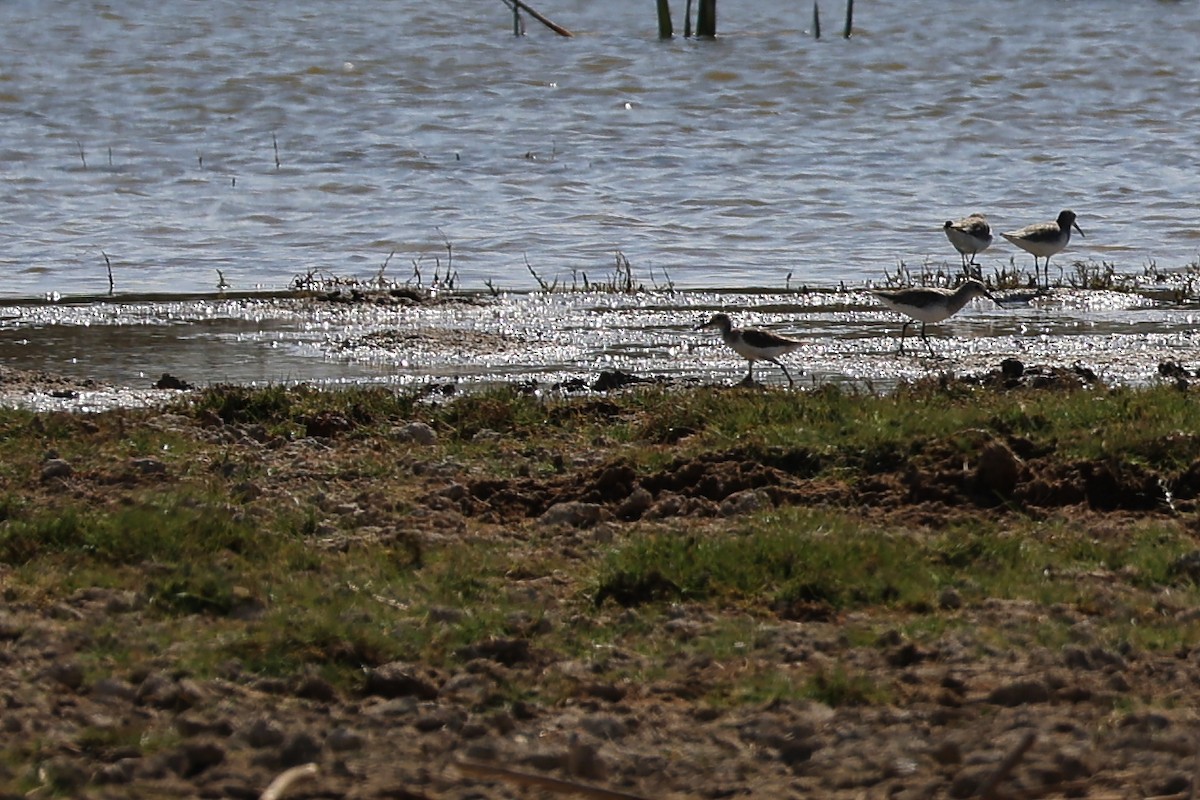 Common Greenshank - ML645841134
