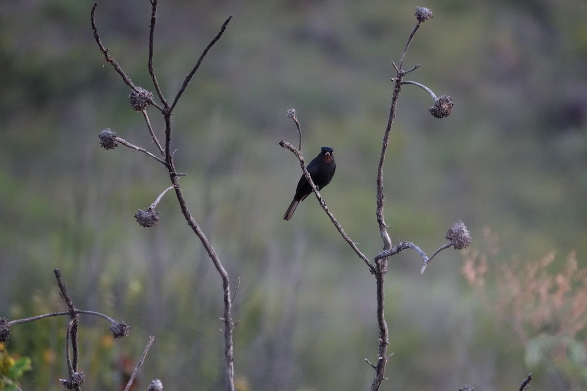 Velvety Black-Tyrant - ML645841136