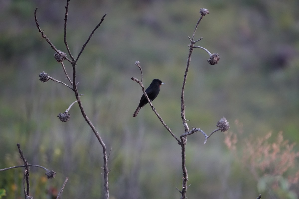 Velvety Black-Tyrant - ML645841137