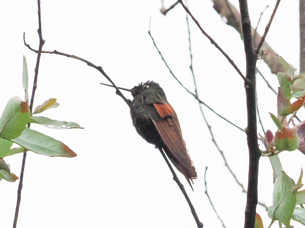 Rainbow Starfrontlet - ML645841138