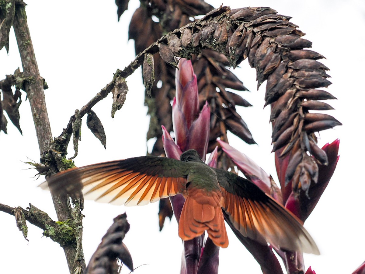 Rainbow Starfrontlet - ML645841139