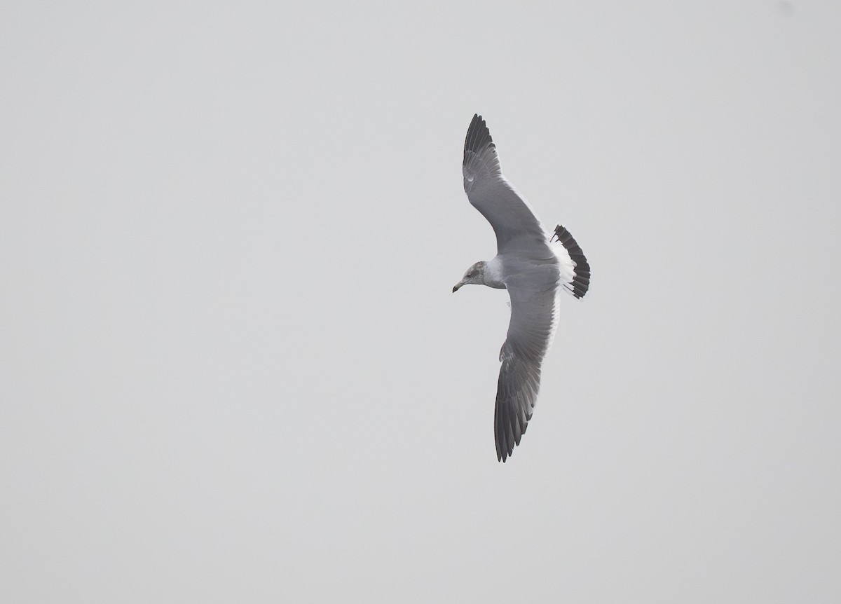 Black-tailed Gull - ML645841140