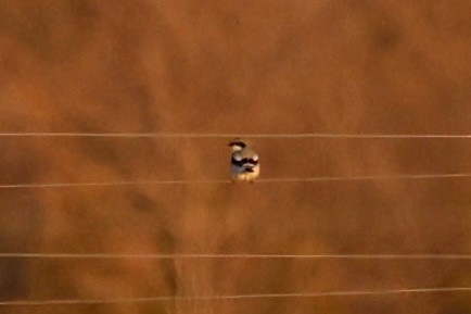 Loggerhead Shrike - ML645841141