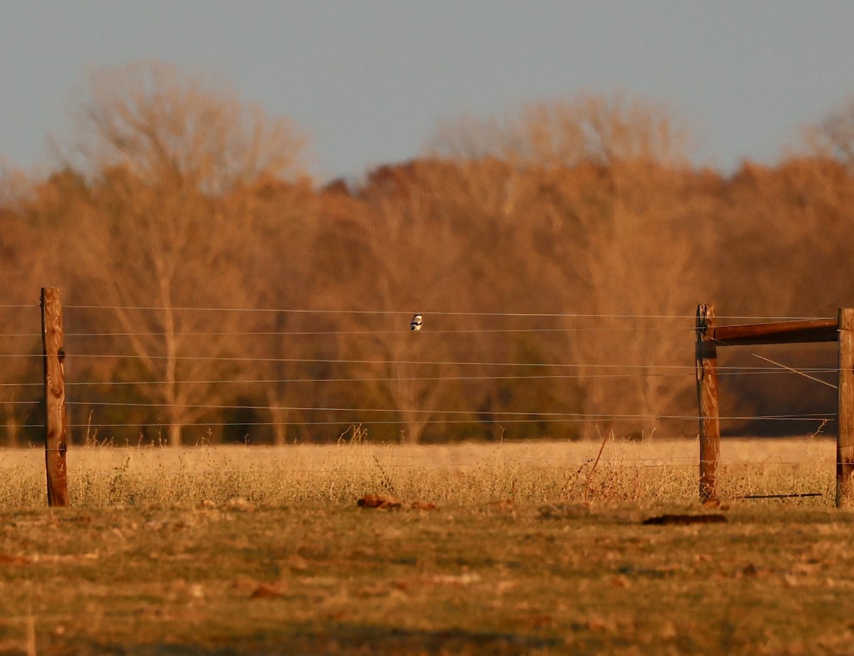 Loggerhead Shrike - ML645841142