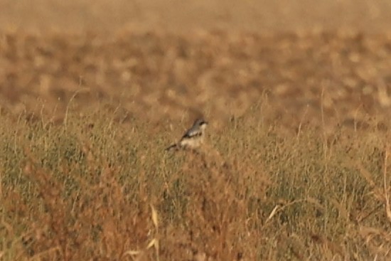 Loggerhead Shrike - ML645841143