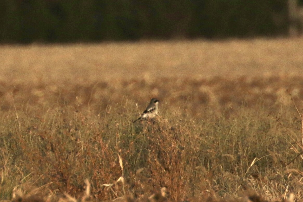 Loggerhead Shrike - ML645841144