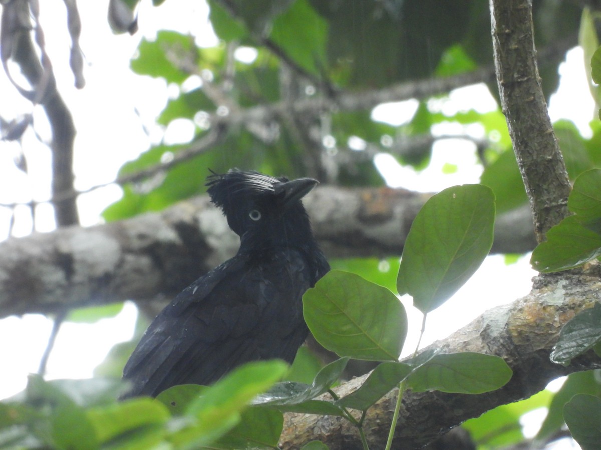 Amazonian Umbrellabird - ML645841145