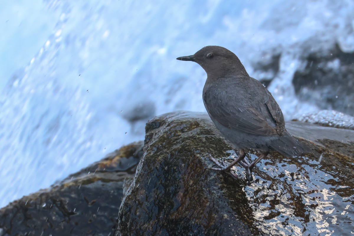 American Dipper - ML645841146