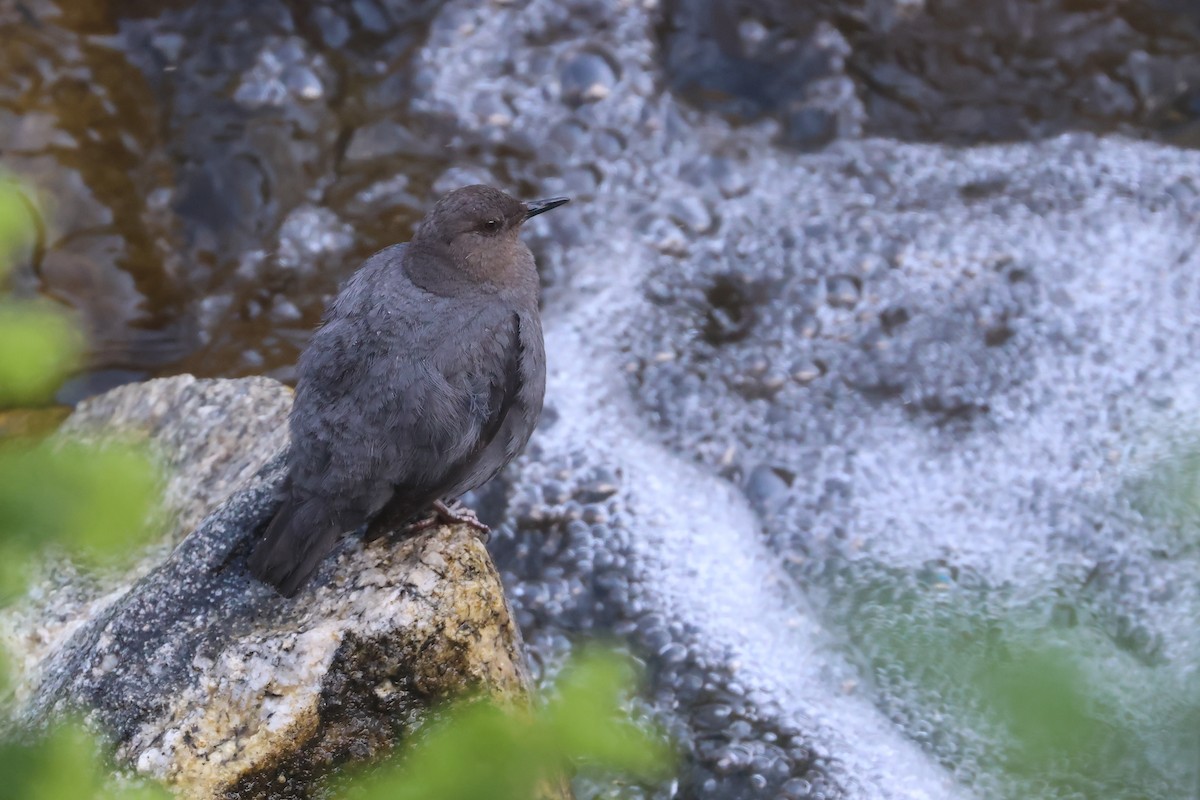 American Dipper - ML645841147
